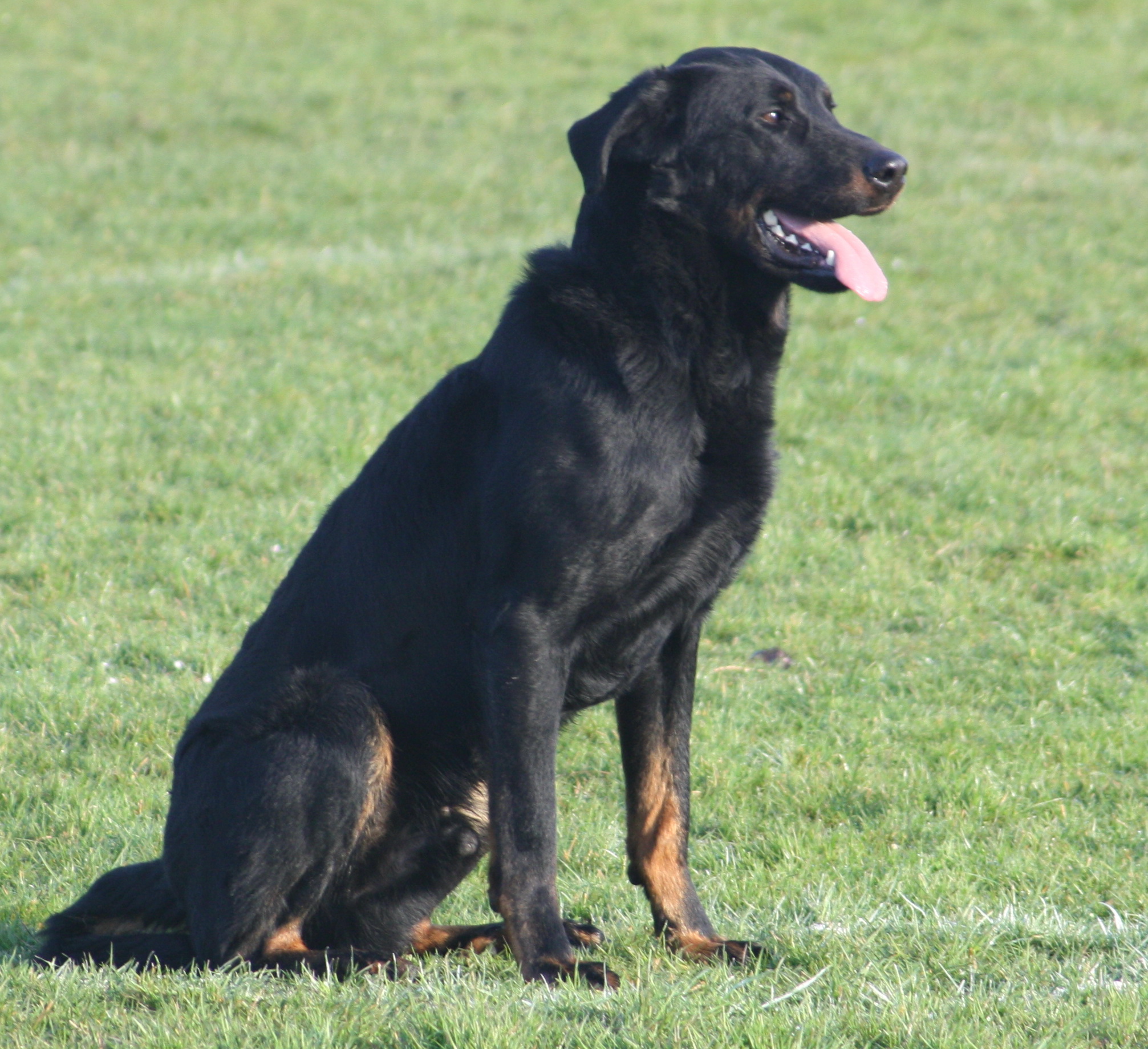 Chien 5988411 145jrh jaguar du stuyver veld soci t centrale canine